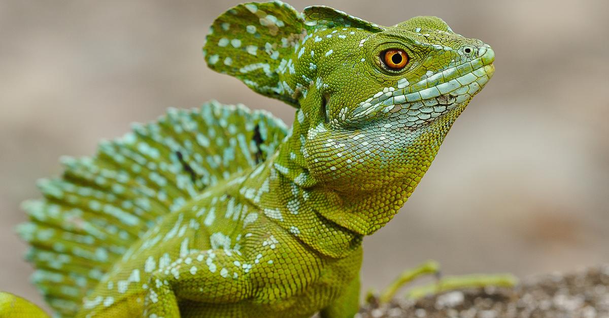 Striking appearance of the Basilisk Lizard, known in scientific circles as Basiliscus.