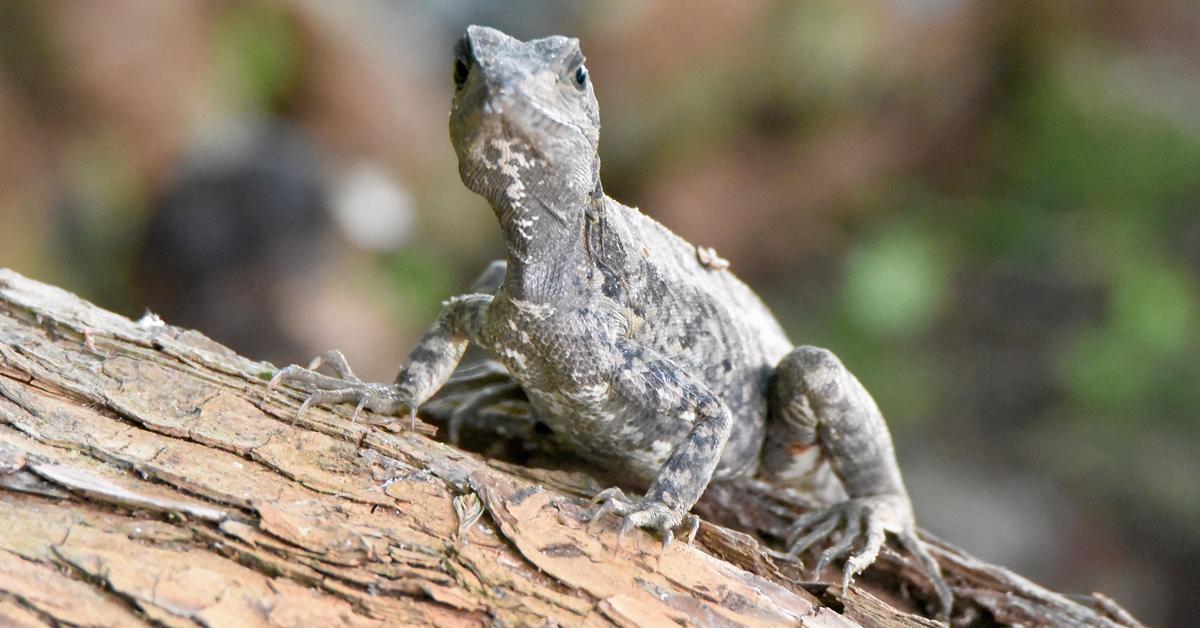 Close-up view of the Basilisk Lizard, known as Kadal Basilisk in Indonesian.