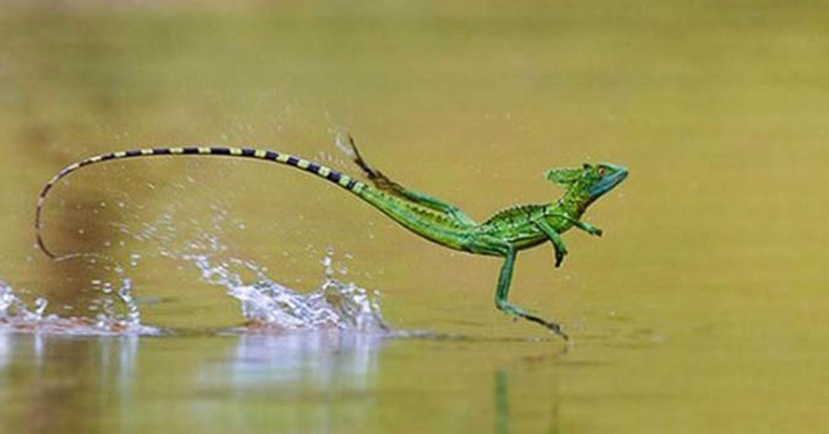 Captivating presence of the Basilisk Lizard, a species called Basiliscus.