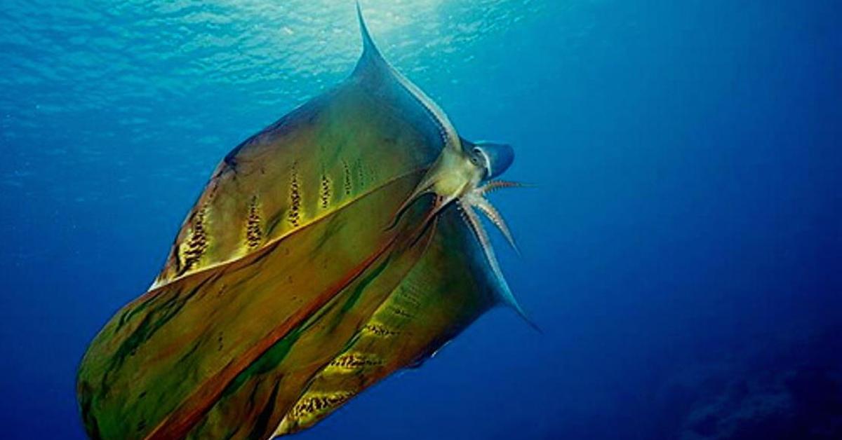 Charming view of the Blanket Octopus, in Indonesia referred to as Gurita Selimut.