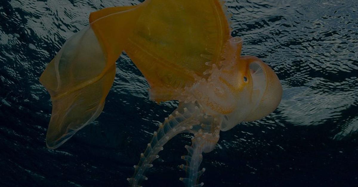 The alluring Blanket Octopus, commonly referred to as Gurita Selimut in Bahasa Indonesia.