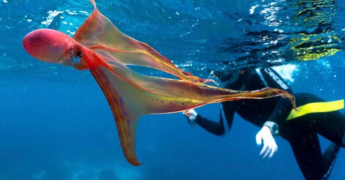 Unique portrayal of the Blanket Octopus, also called Gurita Selimut in Bahasa Indonesia.