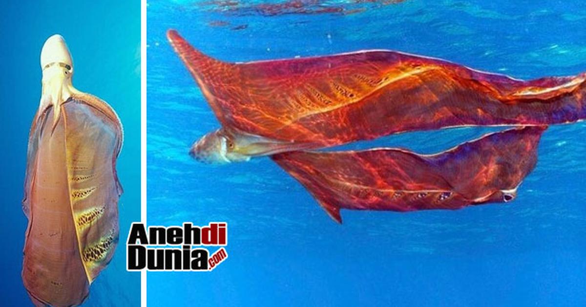 Graceful Blanket Octopus, a creature with the scientific name Tremoctopus.