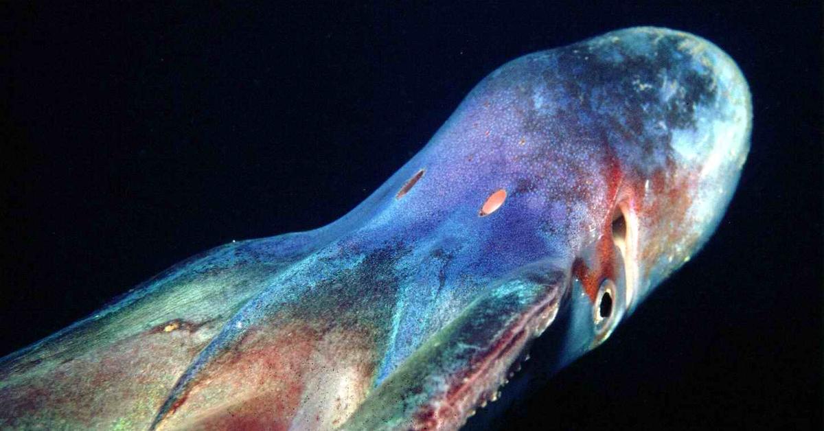 Enchanting Blanket Octopus, a species scientifically known as Tremoctopus.