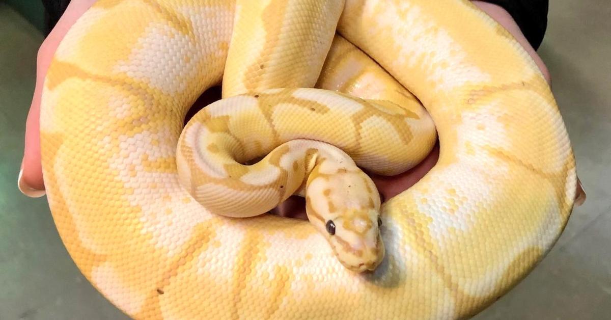 Enchanting Banana Ball Python, a species scientifically known as Python regius.