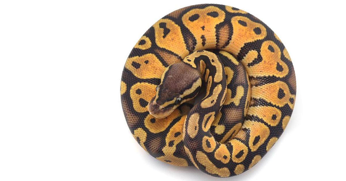 Charming view of the Banana Ball Python, in Indonesia referred to as Piton Bola Pisang.