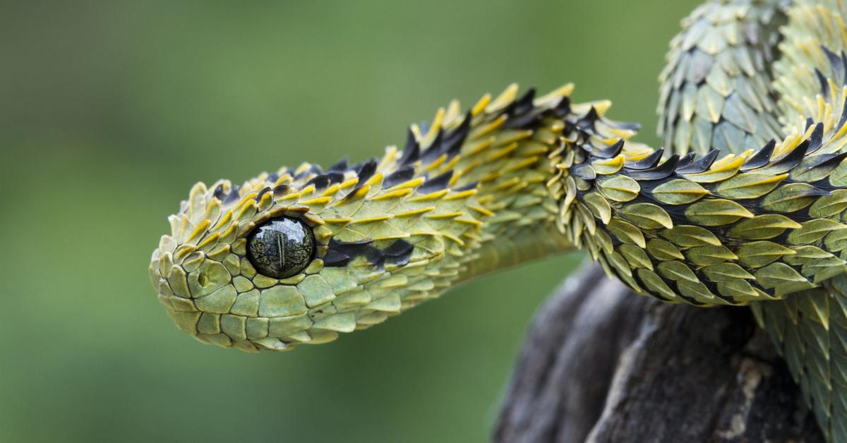 A beautiful representation of the Bush Viper, scientifically Atheris.