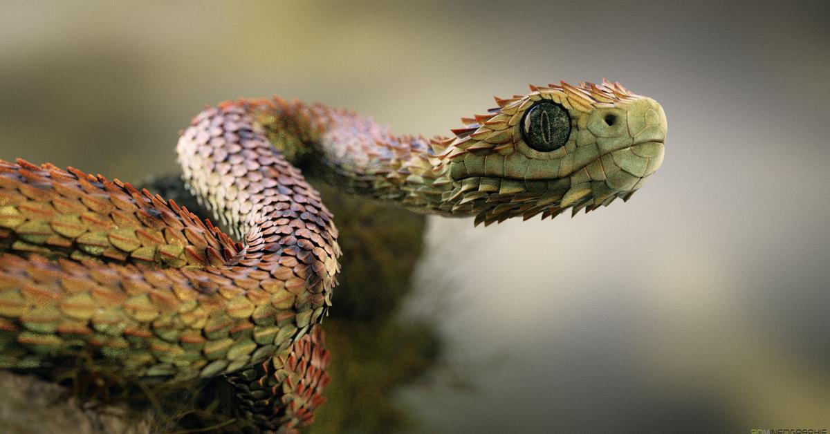 Detailed shot of the Bush Viper, or Atheris, in its natural setting.