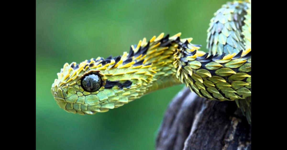 Close-up view of the Bush Viper, known as Ular Semak in Indonesian.