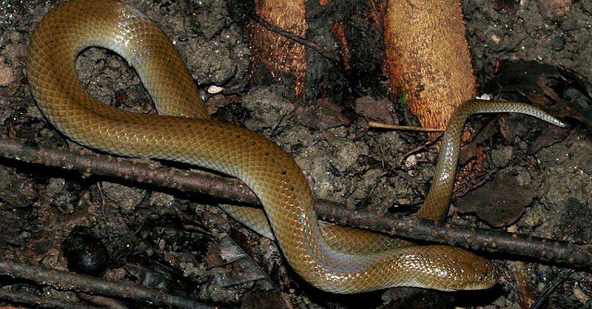 The Banded Water Snake in its natural beauty, locally called Ular Air Berpita.