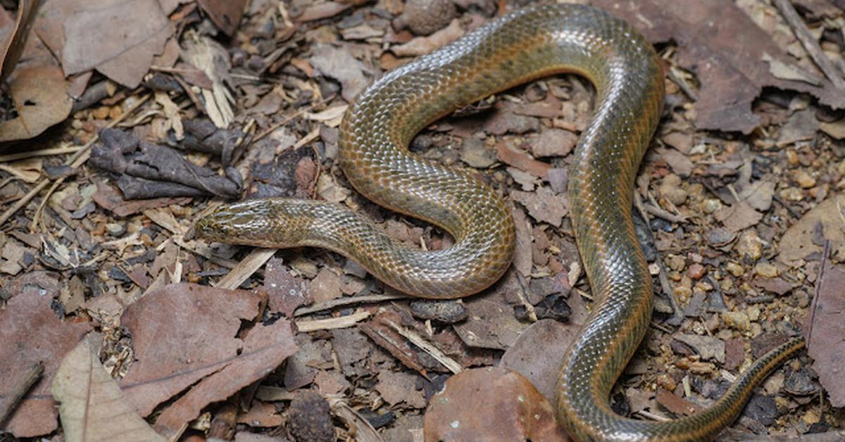 Enchanting Banded Water Snake, a species scientifically known as Nerodia fasciata.