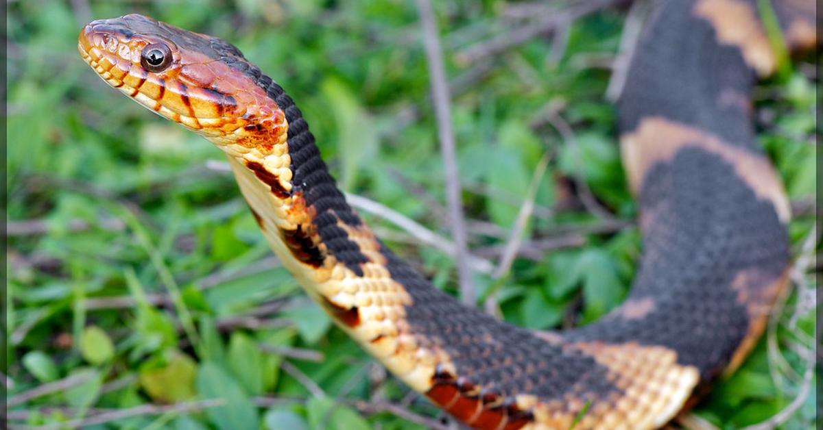 Exquisite image of Banded Water Snake, in Indonesia known as Ular Air Berpita.