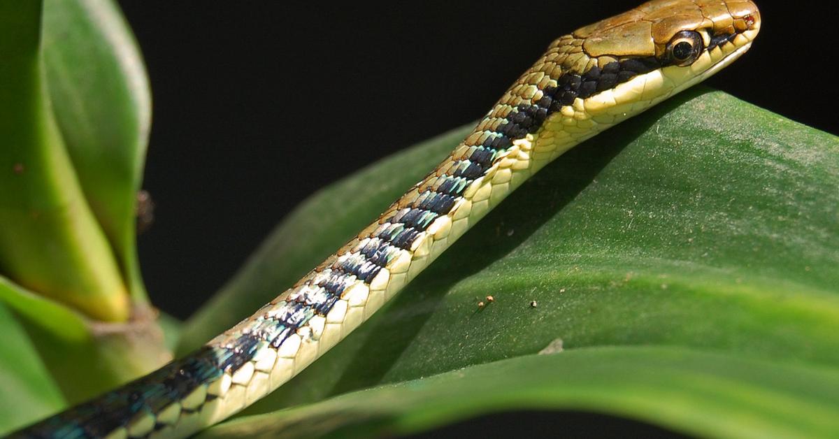 Captivating view of the Banded Water Snake, known in Bahasa Indonesia as Ular Air Berpita.