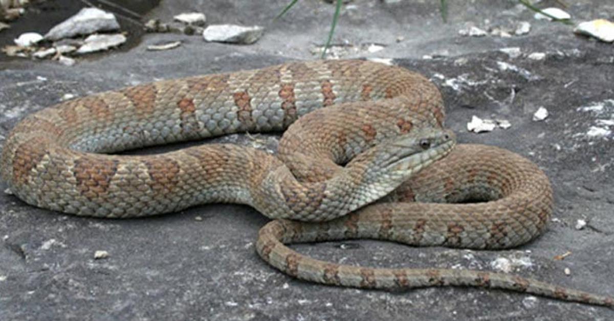 Splendid image of the Banded Water Snake, with the scientific name Nerodia fasciata.