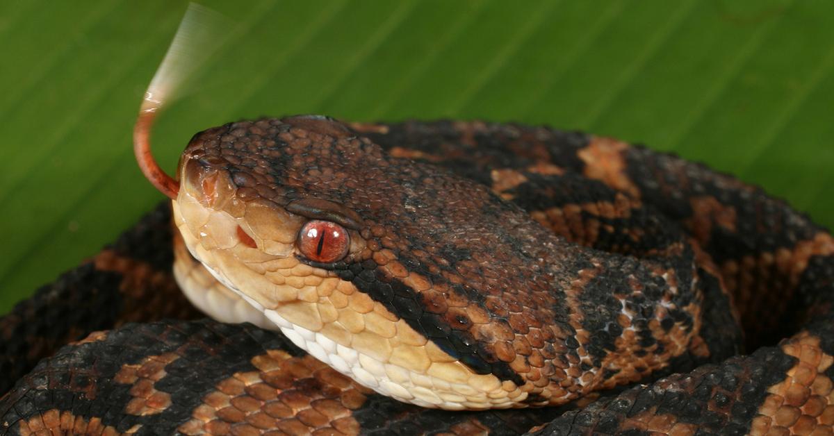 Natural elegance of the Bushmaster Snake, scientifically termed Lachesis sp..