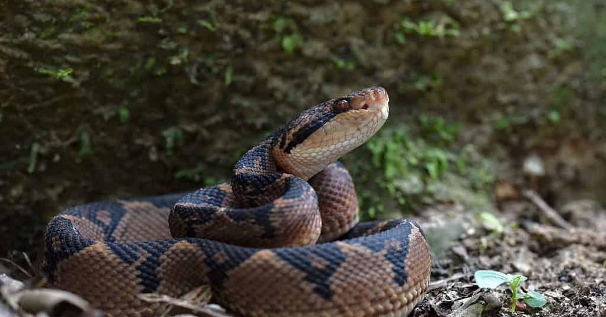 Insightful look at the Bushmaster Snake, known to Indonesians as Ular Bushmaster.