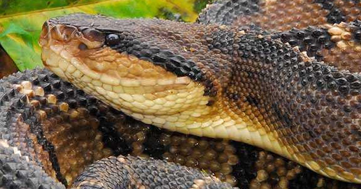 Captured beauty of the Bushmaster Snake, or Lachesis sp. in the scientific world.