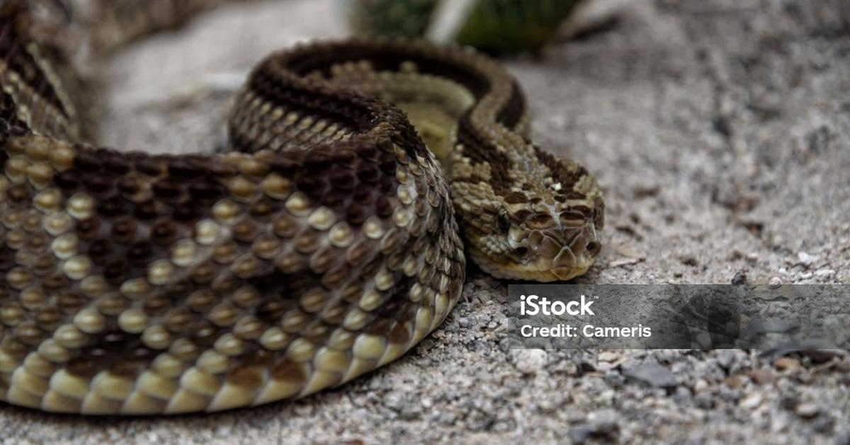 The Bushmaster Snake, a species known as Lachesis sp., in its natural splendor.