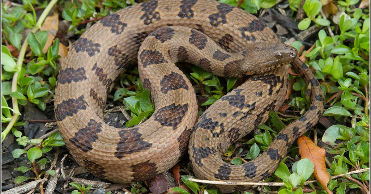 Enchanting Brown Water Snake, a species scientifically known as Nerodia taxispilota.