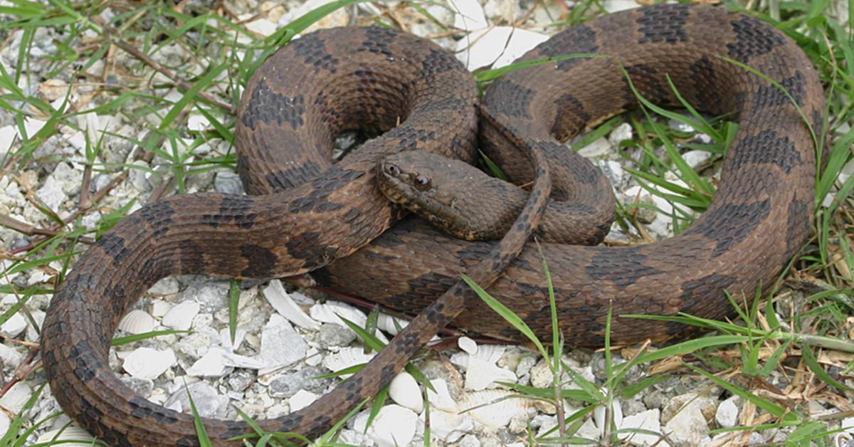 Vivid image of the Brown Water Snake, or Ular Air Coklat in Indonesian context.