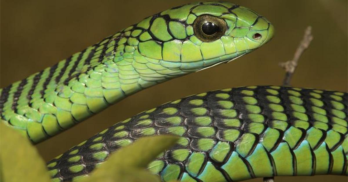 Splendid image of the Boomslang, with the scientific name Dispholidus typus.