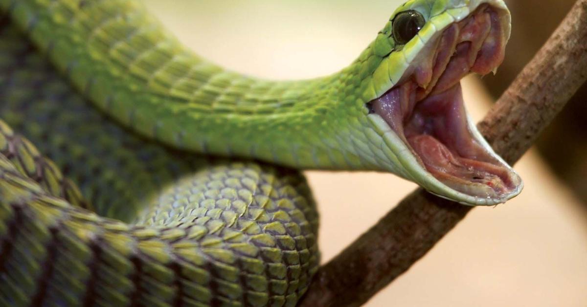 Image of the Boomslang (Dispholidus typus), popular in Indonesia as Ular Boomslang.