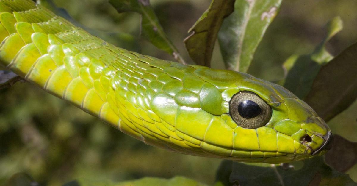 The Boomslang, a beautiful species also known as Ular Boomslang in Bahasa Indonesia.