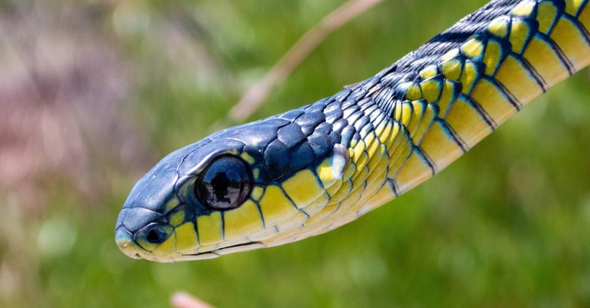 Photogenic Boomslang, scientifically referred to as Dispholidus typus.