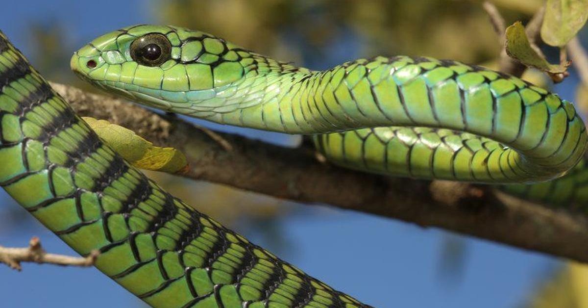 Splendid image of the Boomslang, with the scientific name Dispholidus typus.