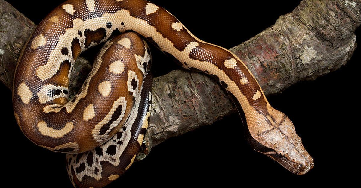 The Blood Python, a beautiful species also known as Piton Darah in Bahasa Indonesia.