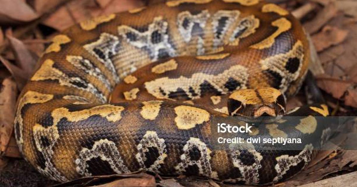 The majestic Blood Python, also called Piton Darah in Indonesia, in its glory.