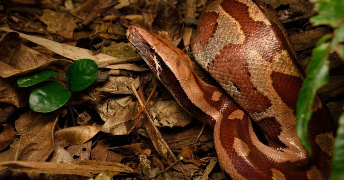 Elegant portrayal of the Blood Python, also known as Python brongersmai.