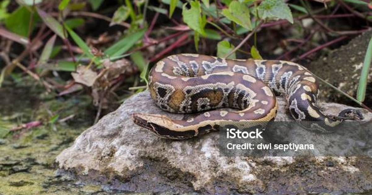 Stunning depiction of Blood Python, also referred to as Python brongersmai.