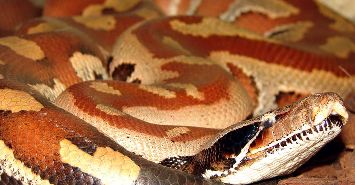 Photogenic Blood Python, scientifically referred to as Python brongersmai.