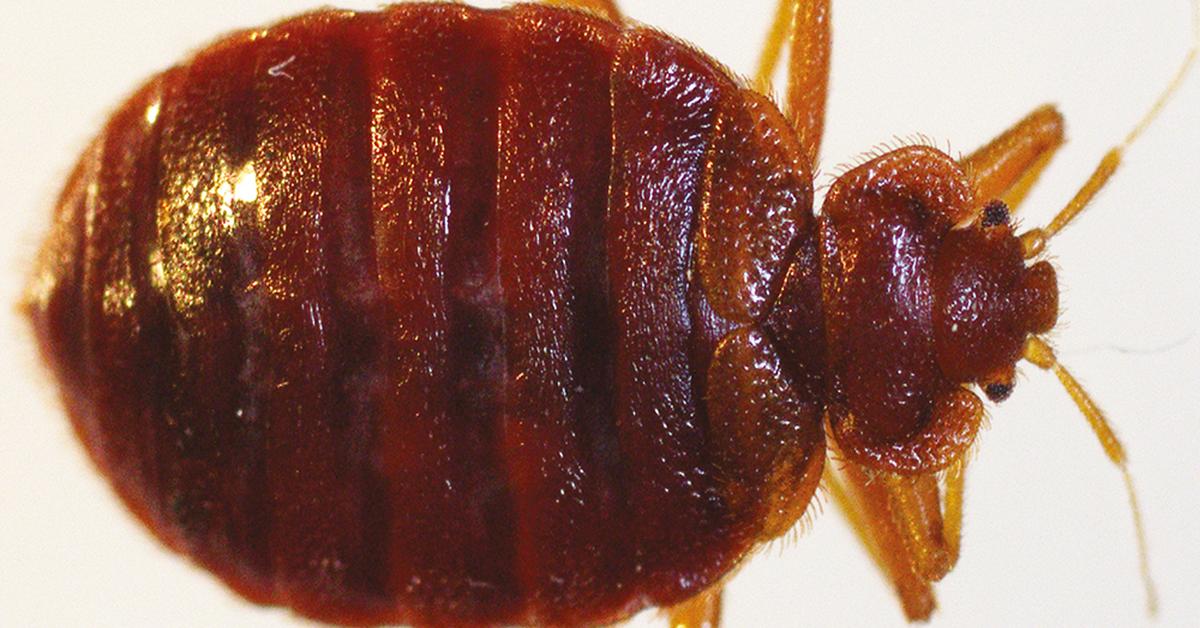 Unique portrayal of the Bed Bugs, also called Kutu Kasur in Bahasa Indonesia.