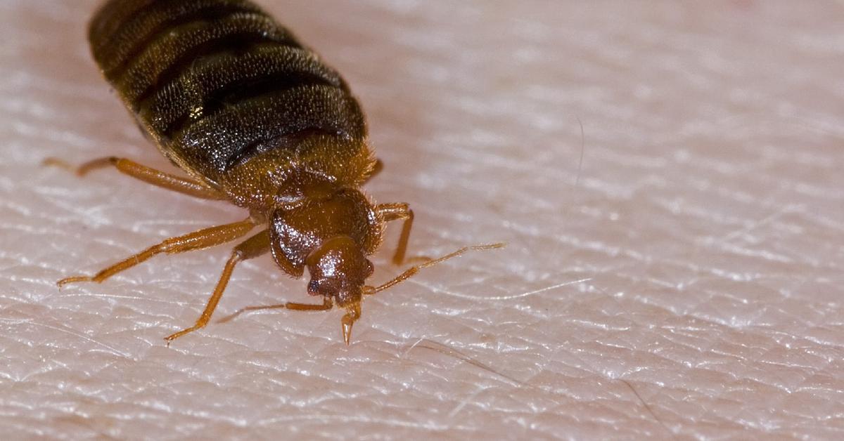 Charming view of the Bed Bugs, in Indonesia referred to as Kutu Kasur.