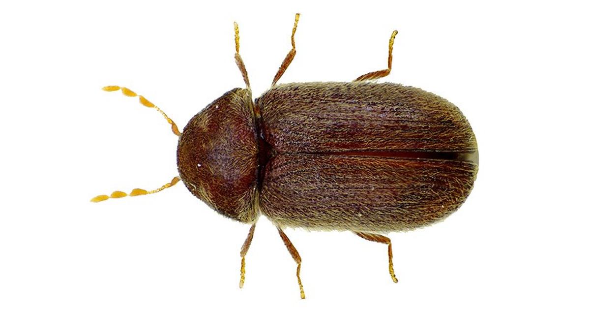 Photographic depiction of the unique Biscuit Beetle, locally called Kumbang Biskuit.