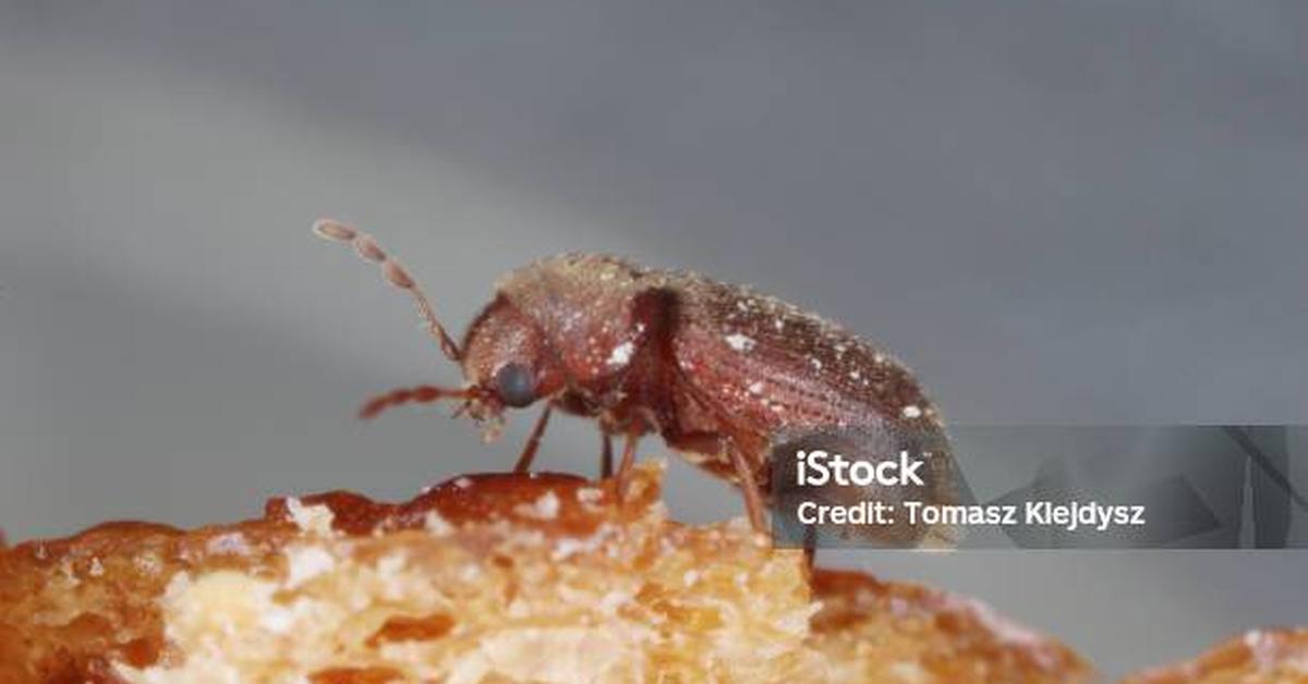 The Biscuit Beetle, an example of Stegobium paniceum, in its natural environment.