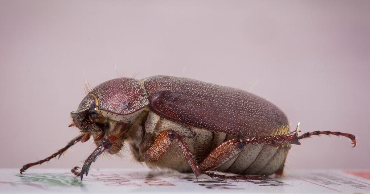 Captured beauty of the Biscuit Beetle, or Stegobium paniceum in the scientific world.