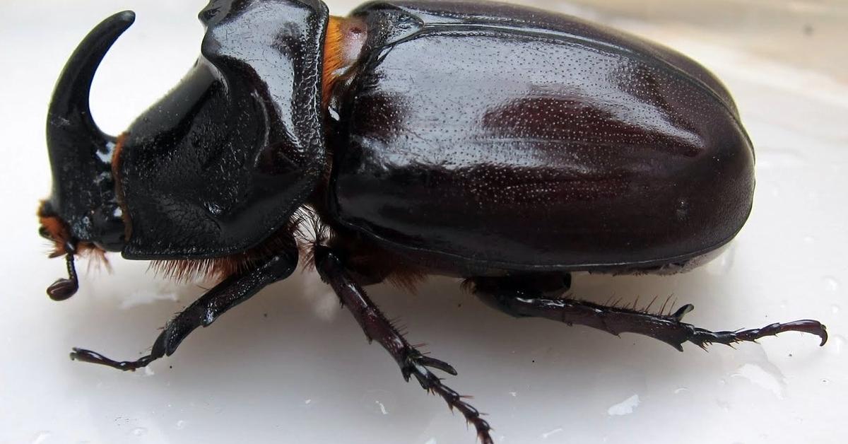 Captivating view of the Biscuit Beetle, known in Bahasa Indonesia as Kumbang Biskuit.