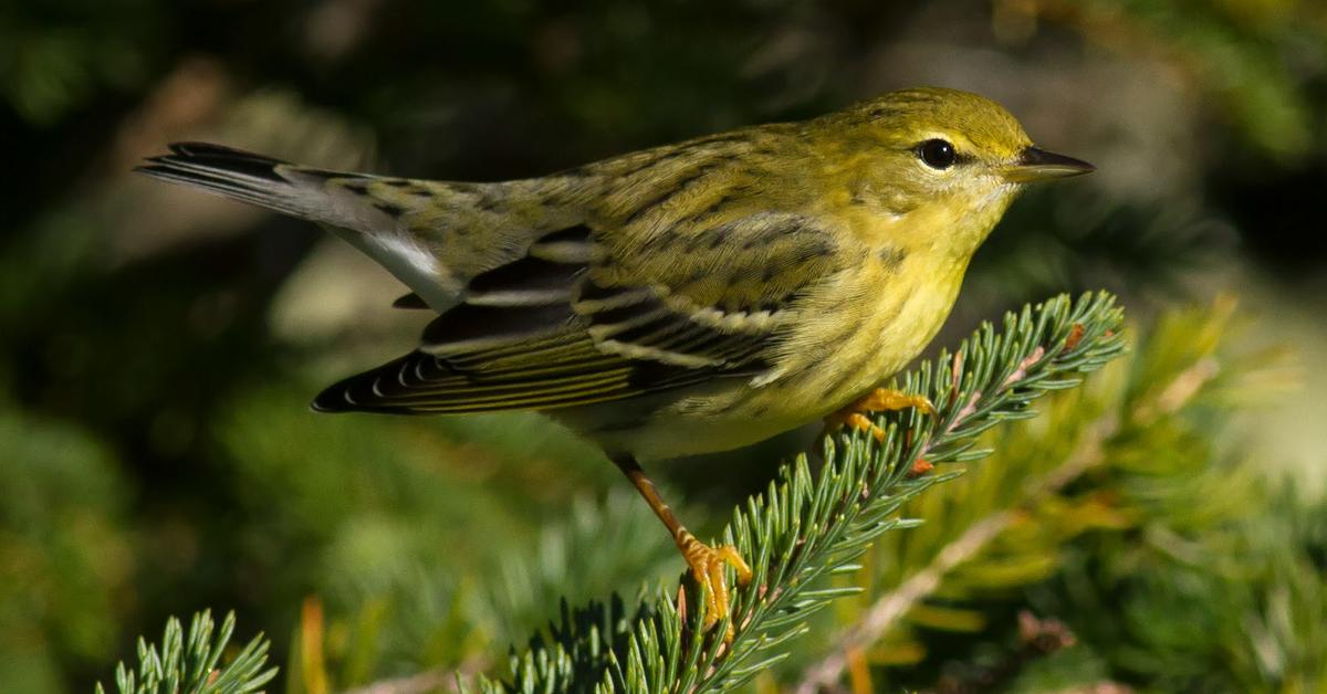 Graceful Blackpoll Warbler, a creature with the scientific name Setophaga striata.