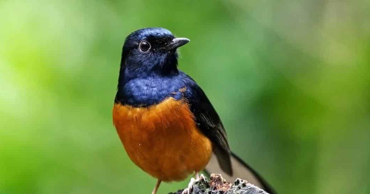 Unique portrayal of the Blackpoll Warbler, also called Burung Kicau Hitam Pol in Bahasa Indonesia.