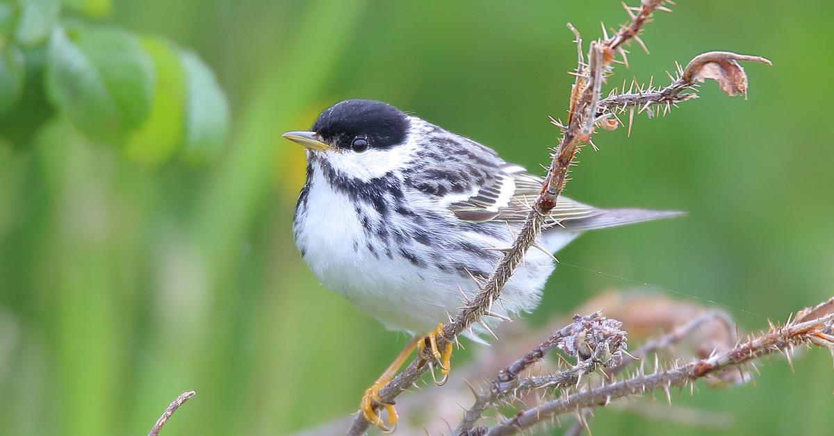 The Blackpoll Warbler in its natural beauty, locally called Burung Kicau Hitam Pol.