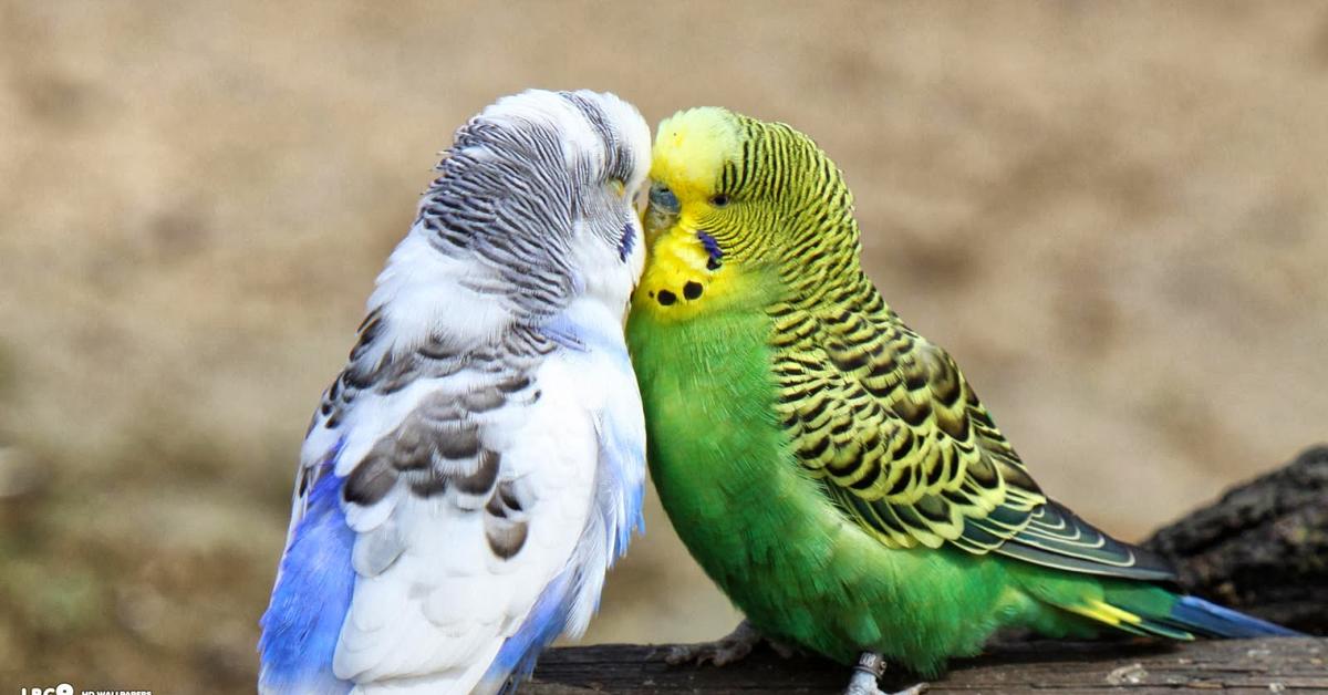 Captured moment of the Budgerigar, in Indonesia known as Burung Parkit.