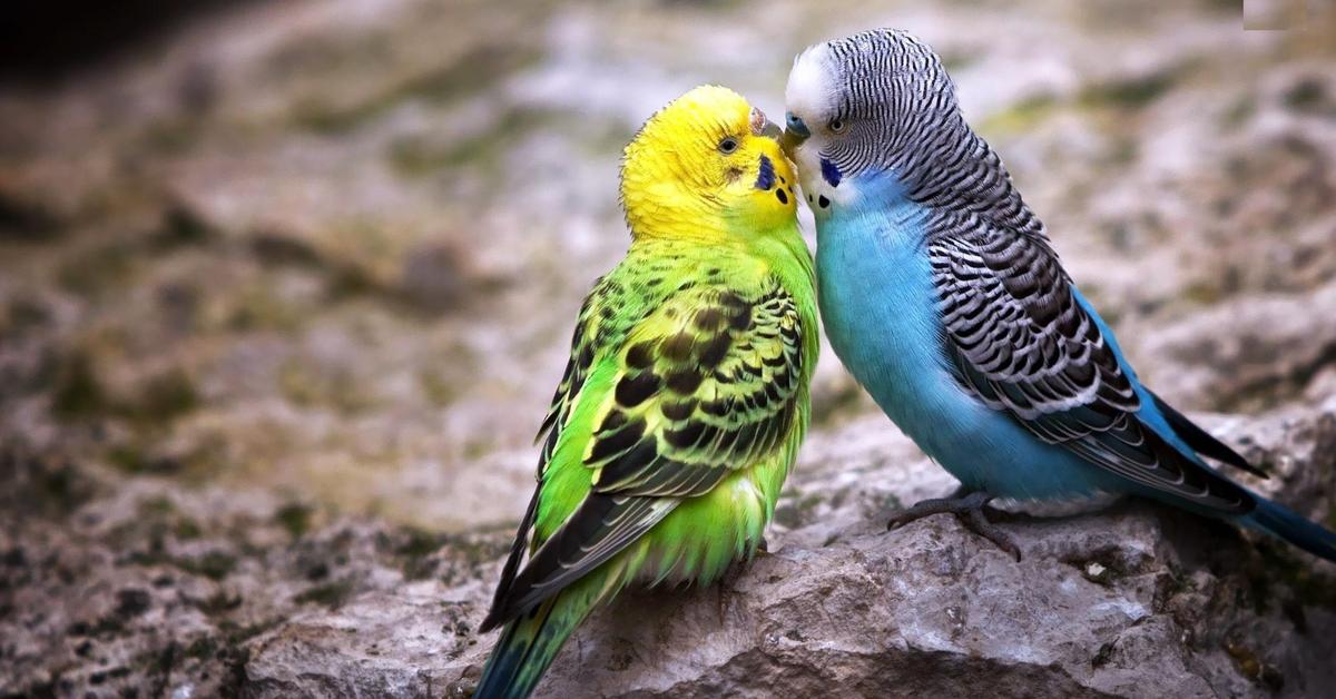 The elegant Budgerigar (Melopsittacus undulatus), a marvel of nature.