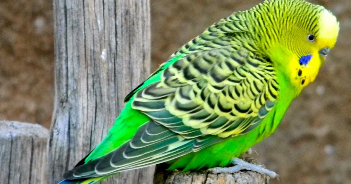 Snapshot of the intriguing Budgerigar, scientifically named Melopsittacus undulatus.