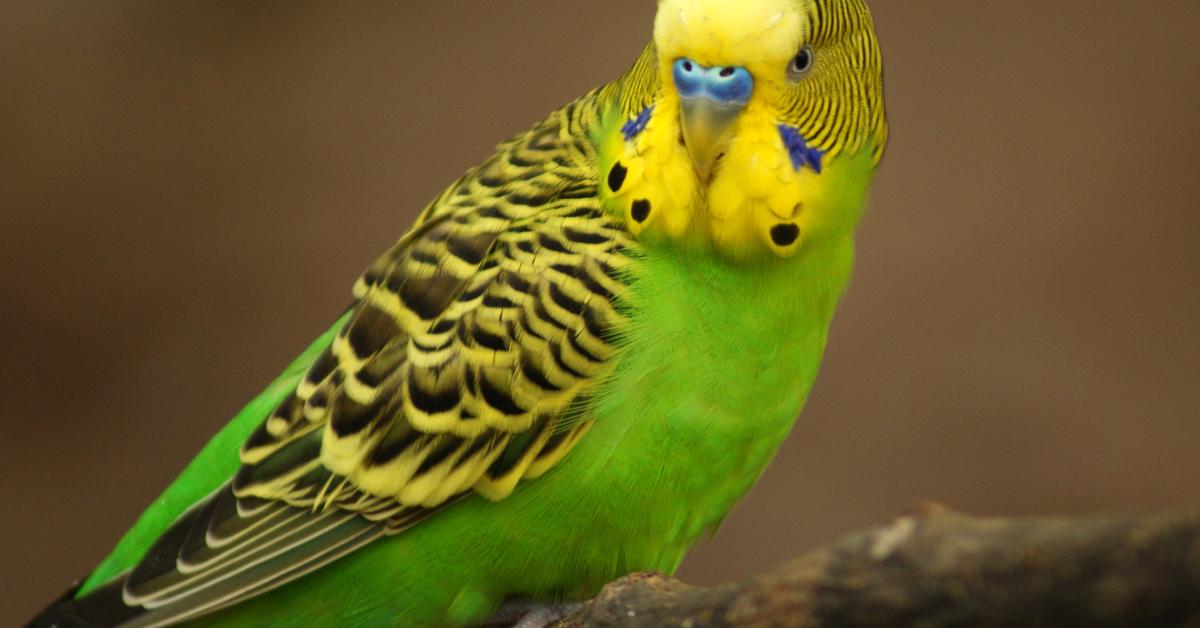 Dynamic image of the Budgerigar, popularly known in Indonesia as Burung Parkit.