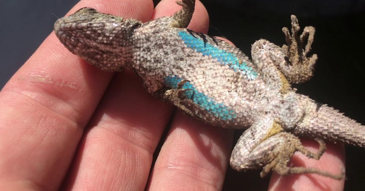 The Blue Belly Lizard, an example of Sceloporus occidentalis, in its natural environment.