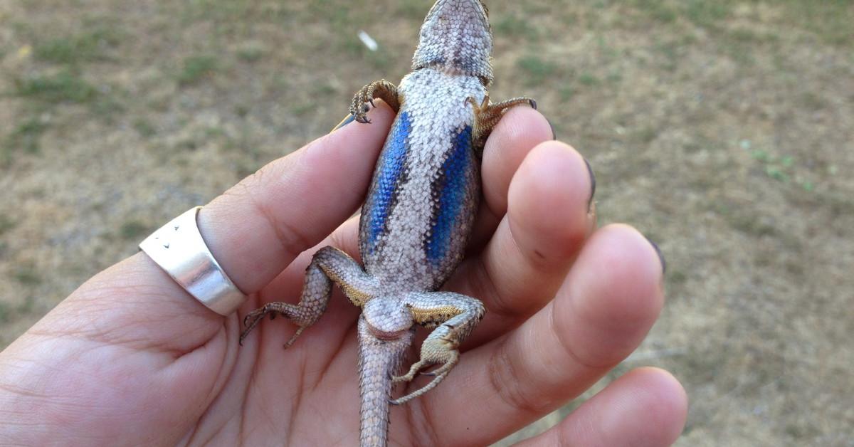 The remarkable Blue Belly Lizard (Sceloporus occidentalis), a sight to behold.