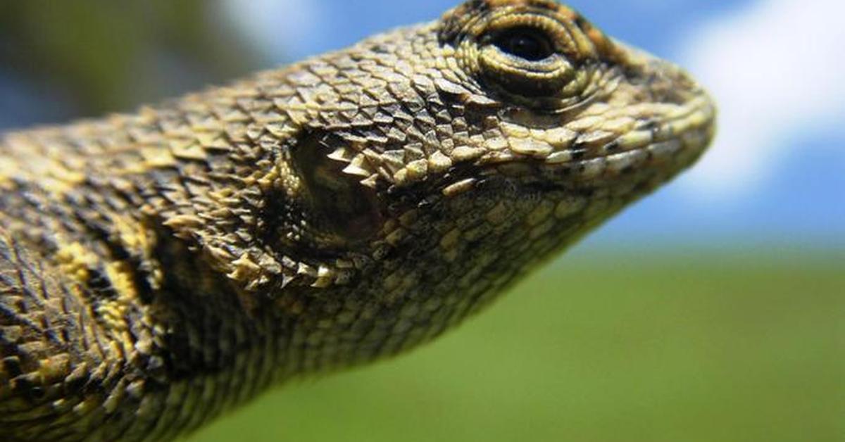 Splendid image of the Blue Belly Lizard, with the scientific name Sceloporus occidentalis.